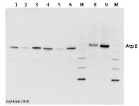 AtpB | Beta subunit of ATP synthase (chloroplastic + mitochondrial) (rabbit antibodies) in the group Antibodies Plant/Algal  / Global Antibodies at Agrisera AB (Antibodies for research) (AS05 085)